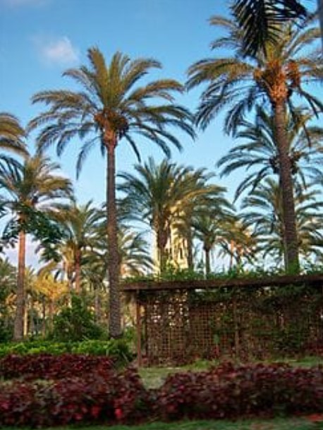 زراعة النخيل في المدينة المنورة